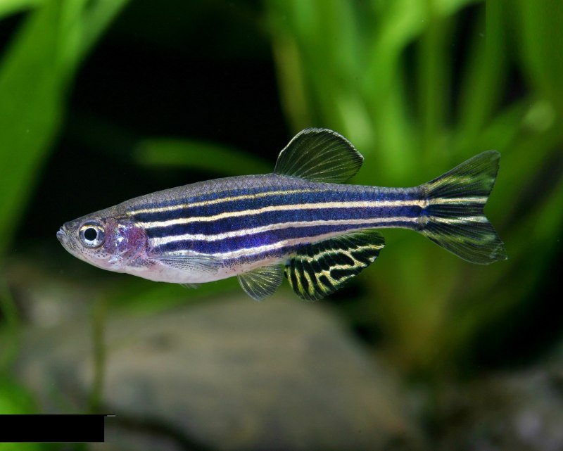 Zebra Danio