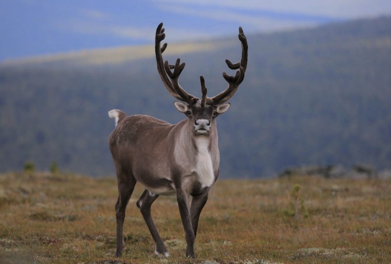 Северный олень – Rangifer tarandus