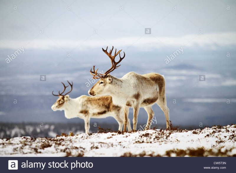 Самка Северного оленя