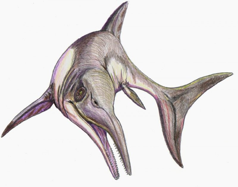 Ophthalmosaurus icenicus