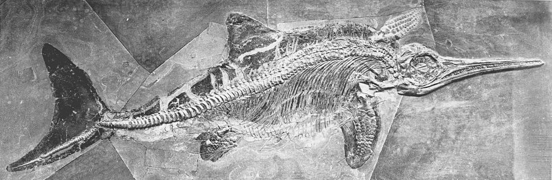 Морские динозавры Kronosaurus