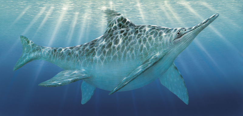 Dakosaurus Maximus