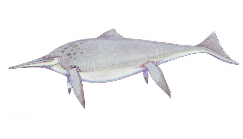 Ихтиозавр Leninia Stellans