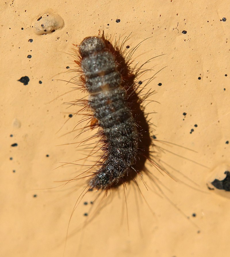 Белая гусеница Caterpillar