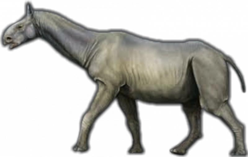 Uintatherium Collecta