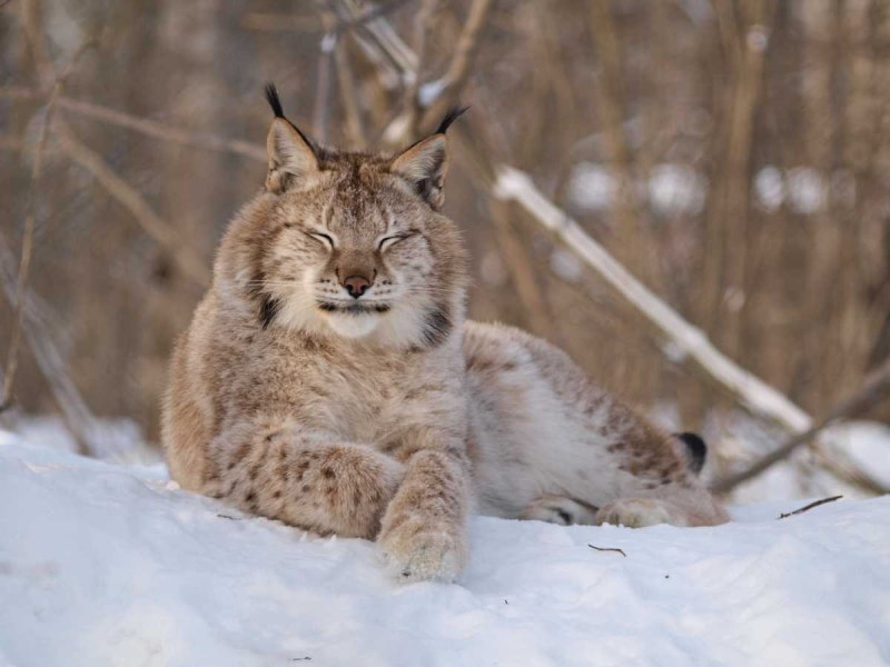 Убсунурская котловина Рысь