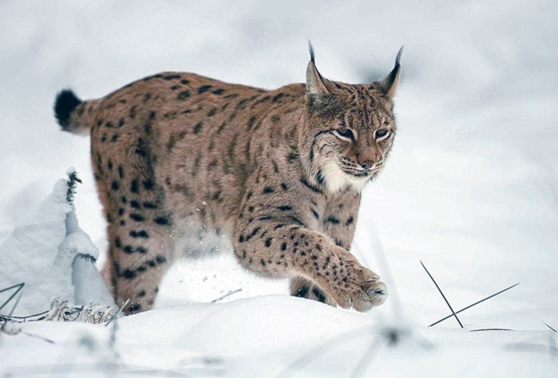 Lynx Lynx isabellinus