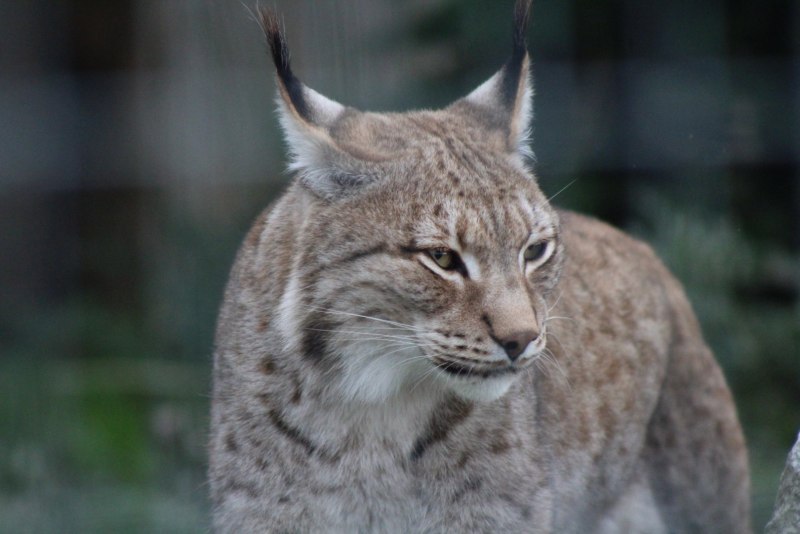 Рысь Felis Lynx l.