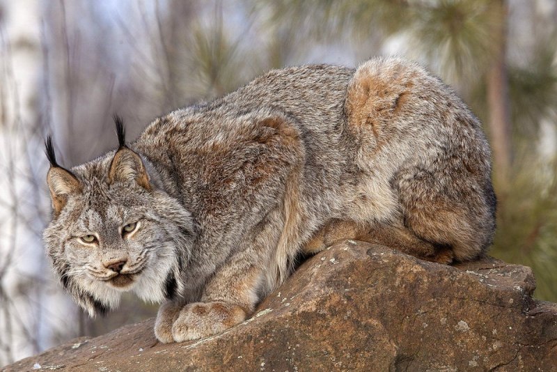 Канадская Рысь Lynx canadensis