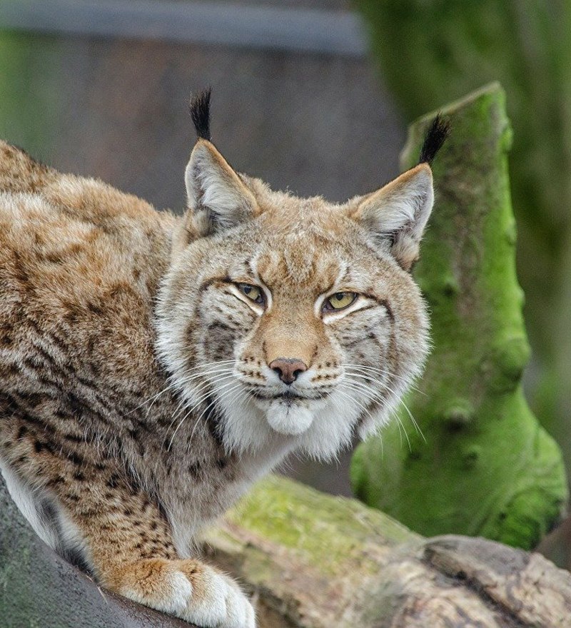 Канадская Рысь Lynx canadensis