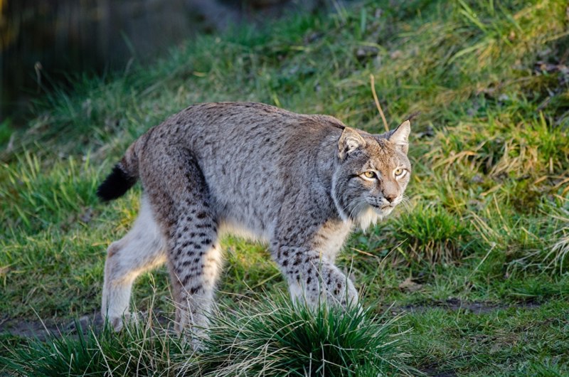 Рысь Кавказская (Lynx Lynx dinniki Satunin, 1915).
