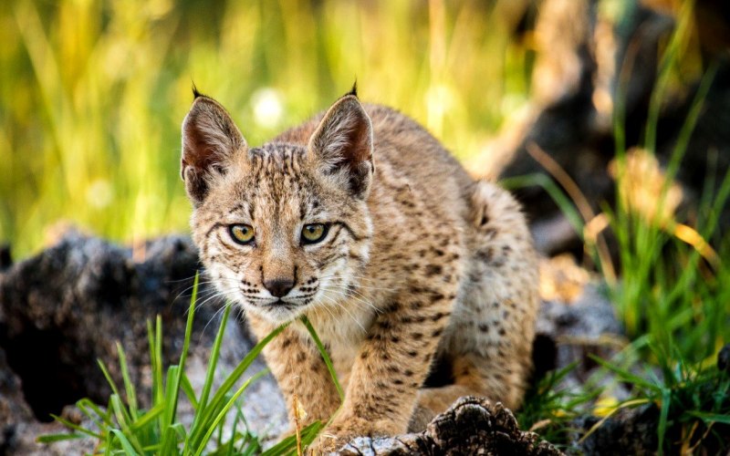 Обыкновенная Рысь Lynx Lynx