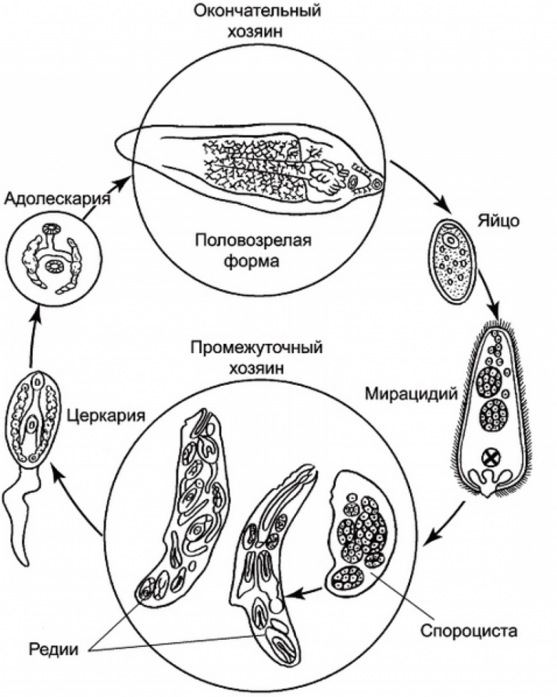 Цикл жизни печеночного сосальщика