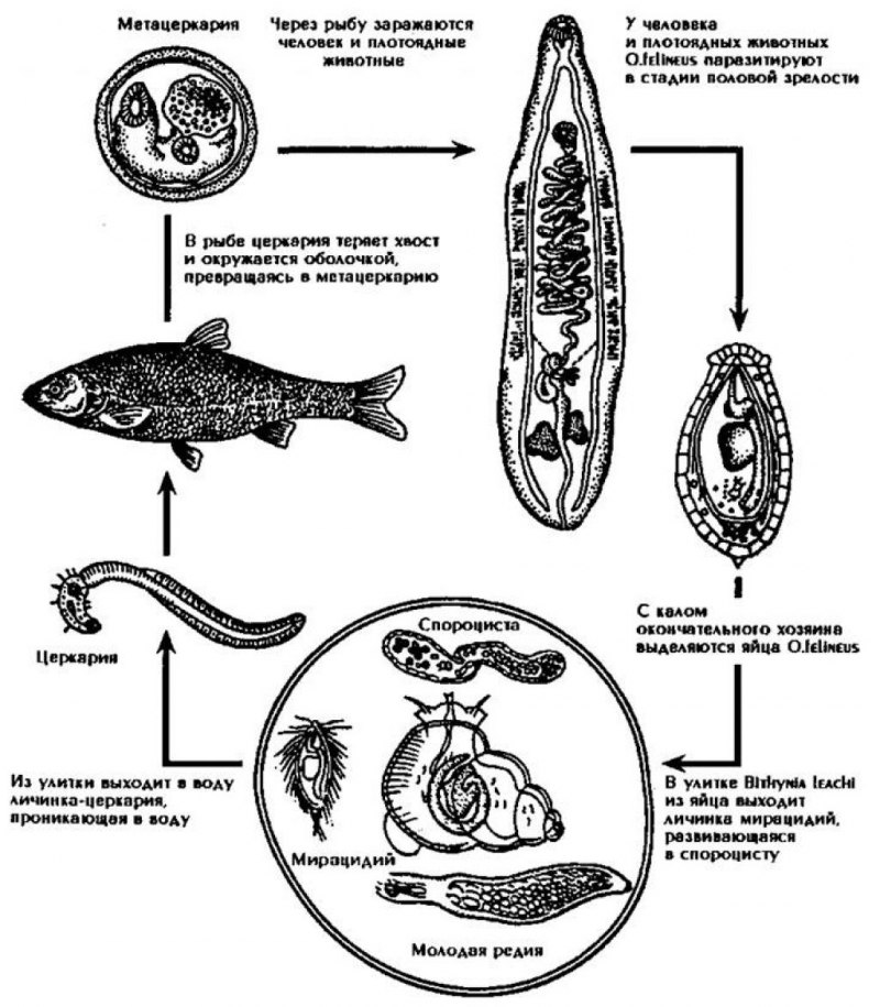 Кошачий сосальщик рисунок строение