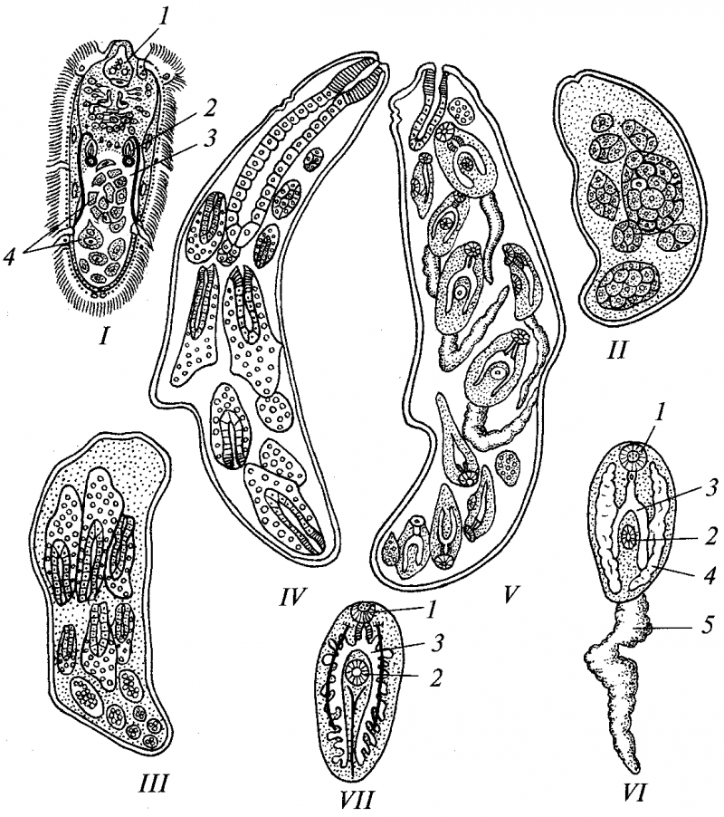 Печеночная двуустка жизненный цикл. Мирацидий редия. Редия трематод. Спороциста трематод. Трематоды трематоды.