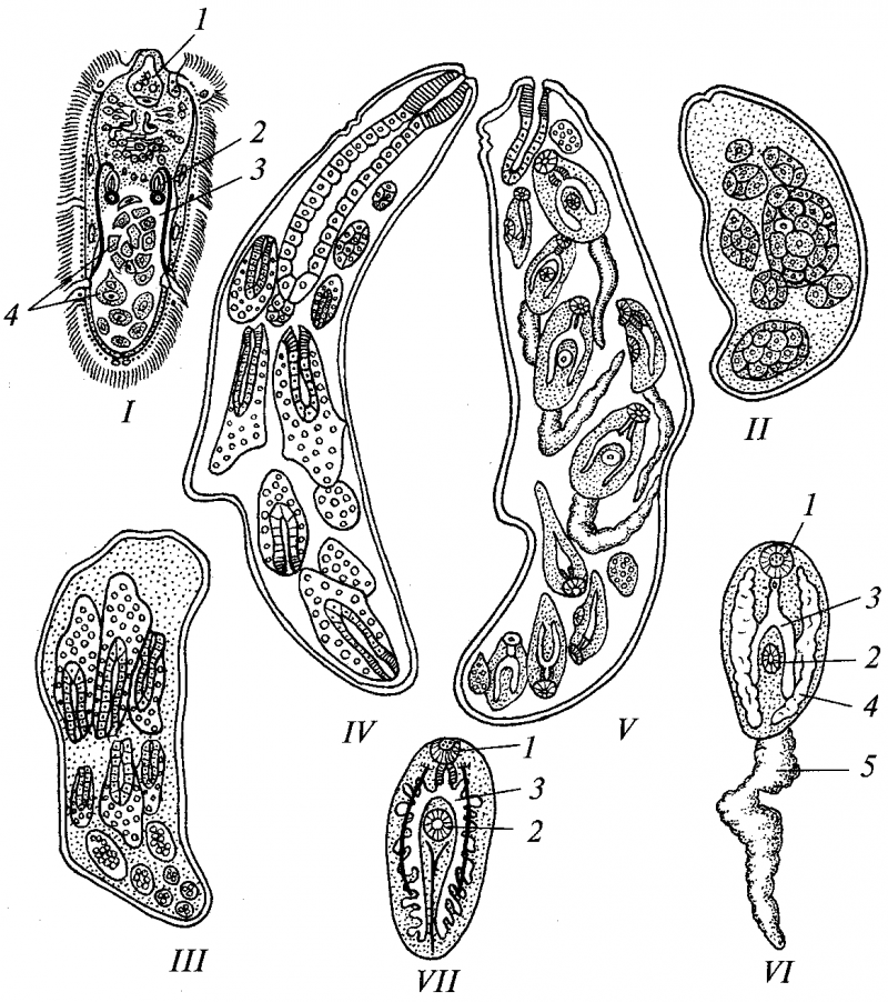 Мирацидий редия. Редия трематод. Спороциста трематод. Трематоды трематоды. Кишечный сосальщик