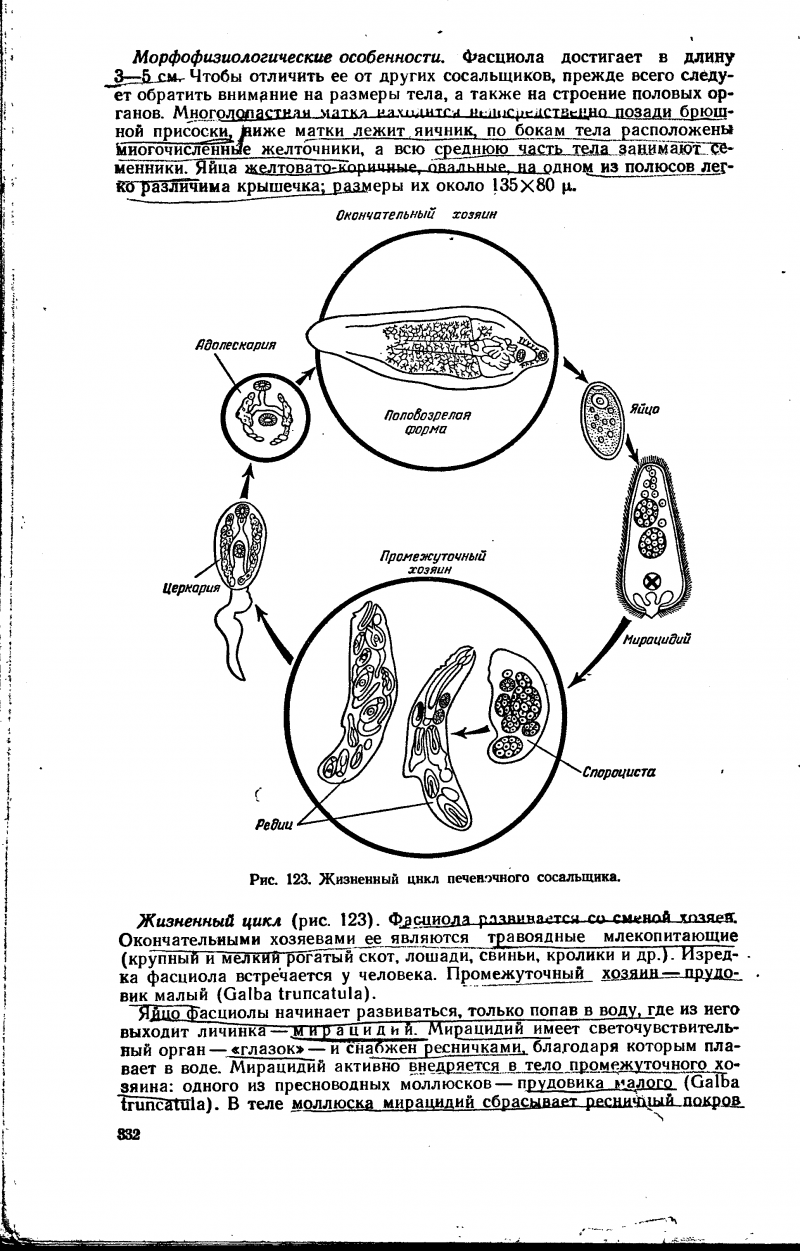 Описание цикла сосальщиков. Цикл развития печеночного сосальщика. Цикл развития печеночного сосальщика схема. Цикл развития печеночного сосальщика рисунок. Общая схема жизненного цикла сосальщиков.