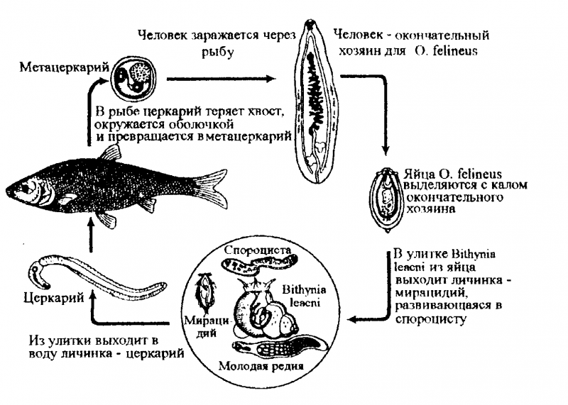 Мирацидий трематод