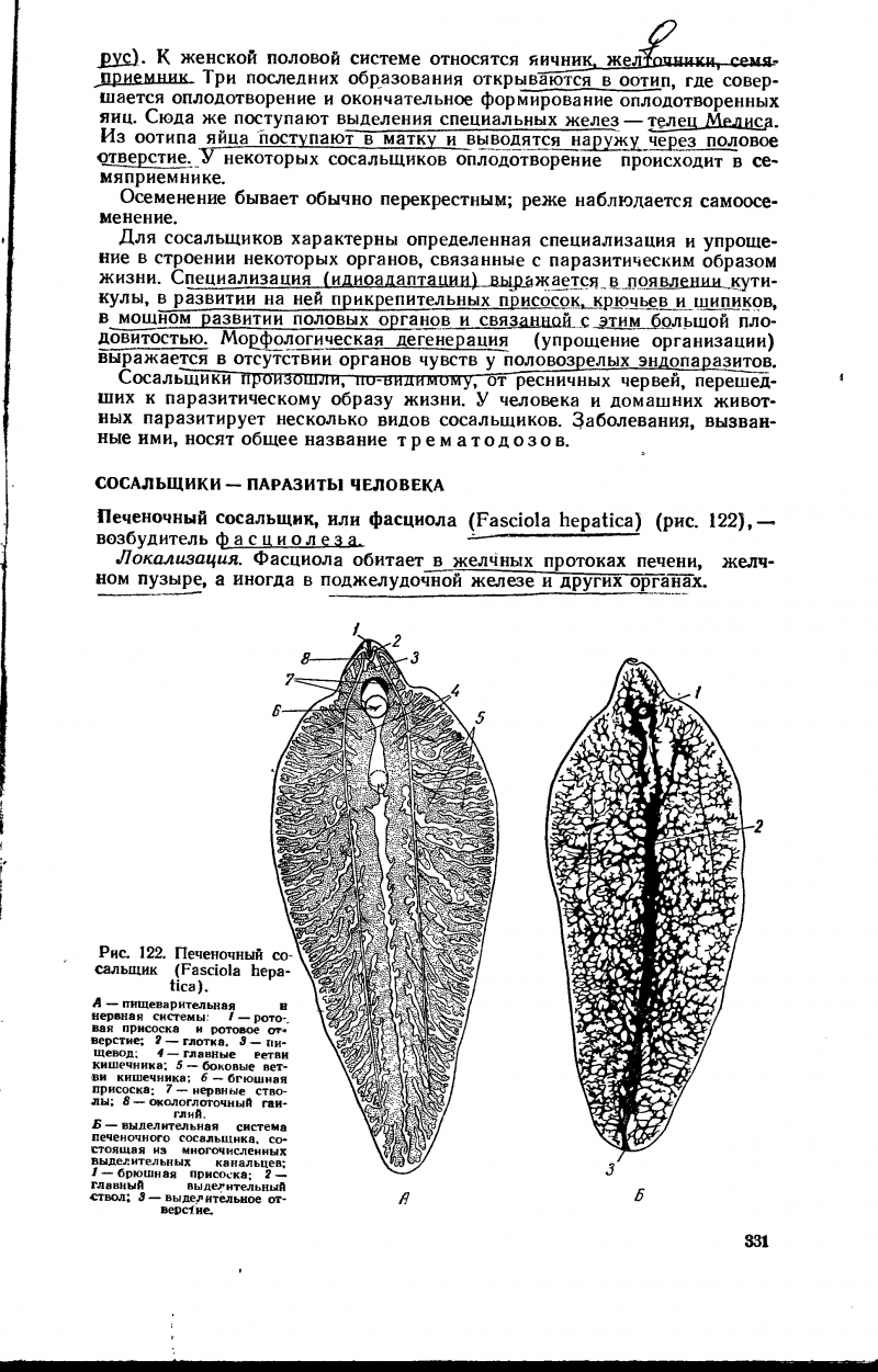Сибирский сосальщик Марита