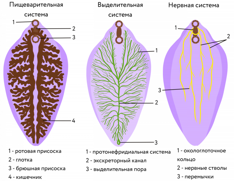 Schistosoma mansoni яйца
