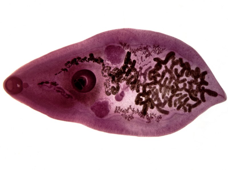 Жизненный цикл Fasciola hepatica схема