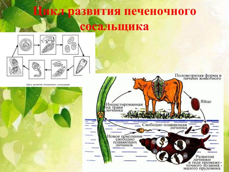 Фасциола обыкновенная строение