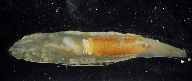 Двуустка ланцетовидная (Dicrocoelium lanceatum)–
