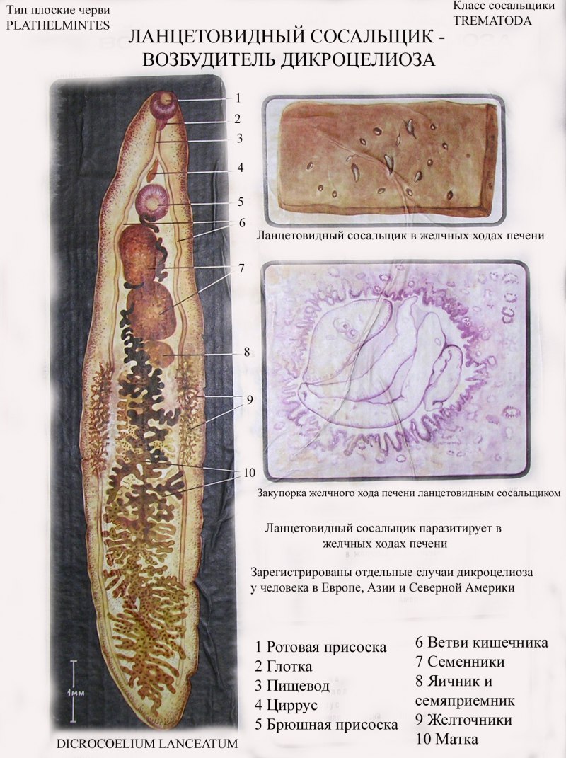 Китайский сосальщик (Clonorchis sinensis)