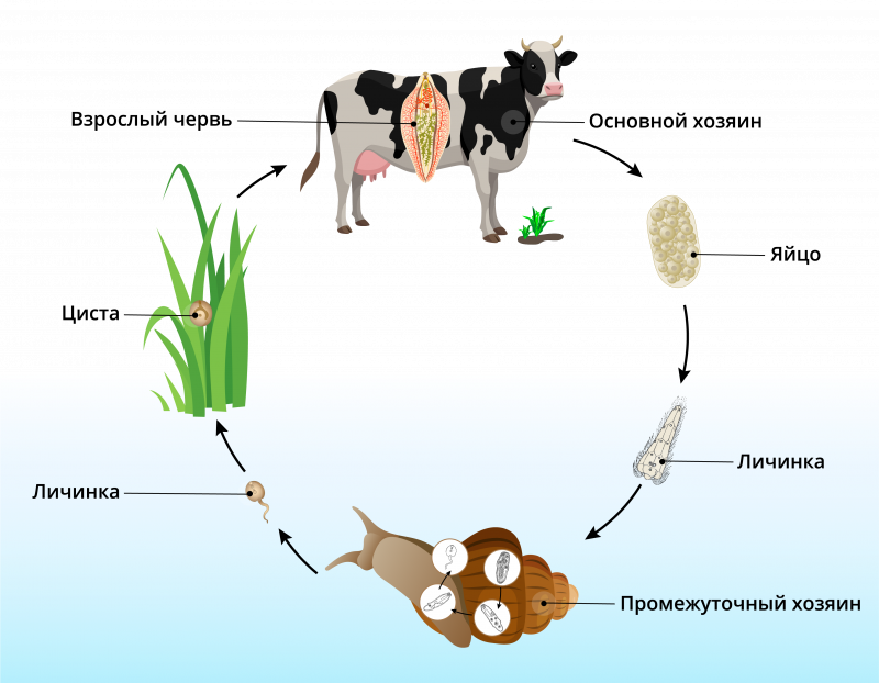 Кошачий Сибирский сосальщик