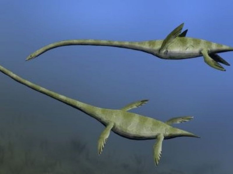 Elasmosaurus platyurus