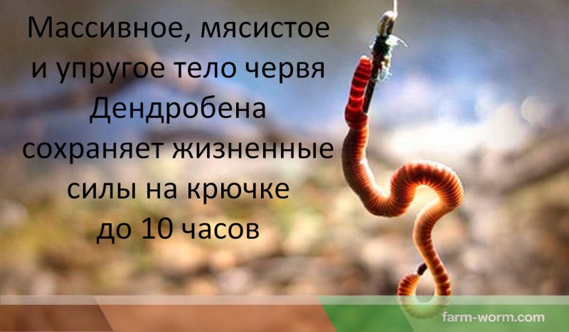Калифорнийский червь Дендробена