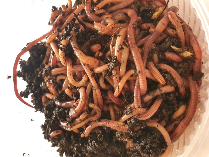 Wormfarm Дендробена