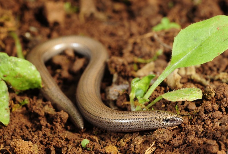 Веретеница ломкая (Anguis fragilis)