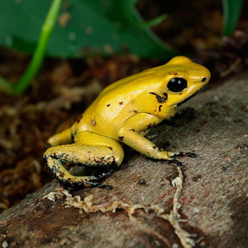 Желтая лягушка (50 фото)