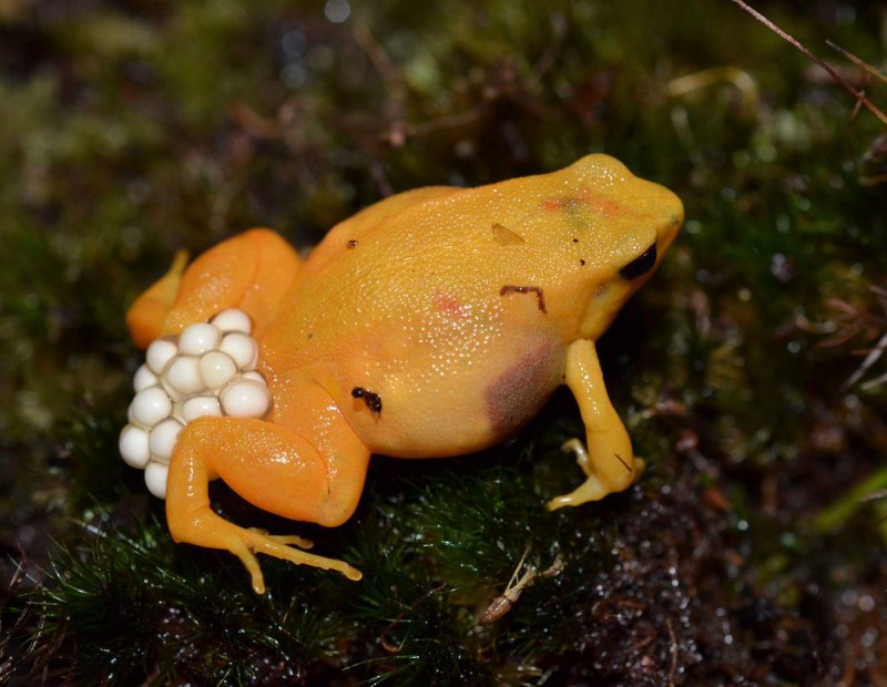 Лягушек-листолазов рода phyllobates