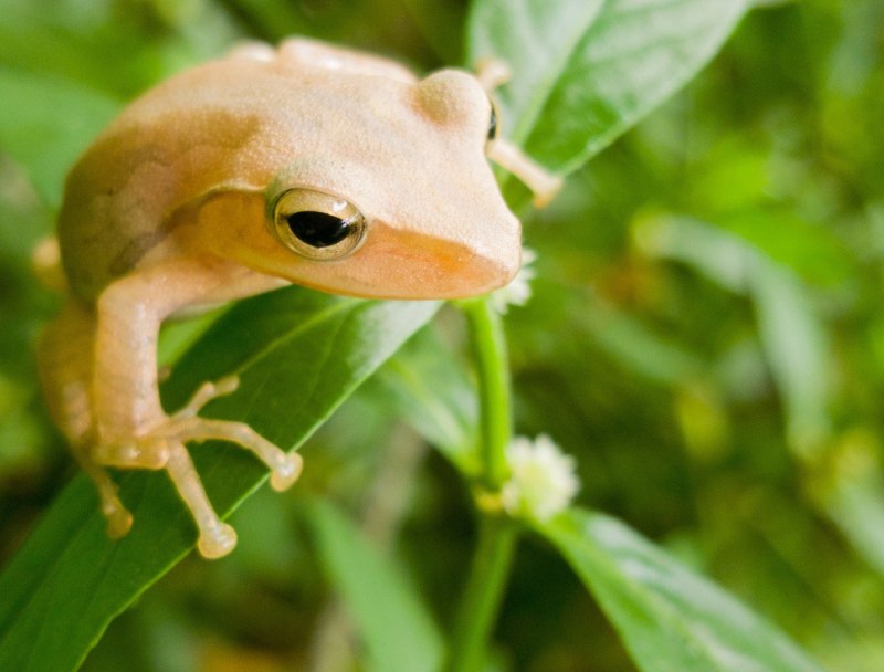 Лягушка рогатка Кранвелла Albino
