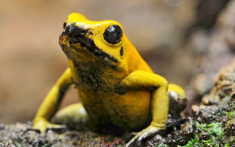 Ужасный листолаз (phyllobates terribilis)