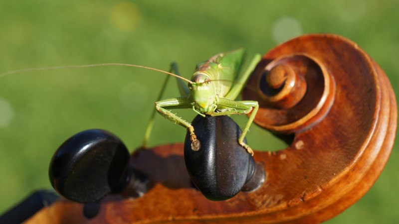 Rhomborhina Unicolor