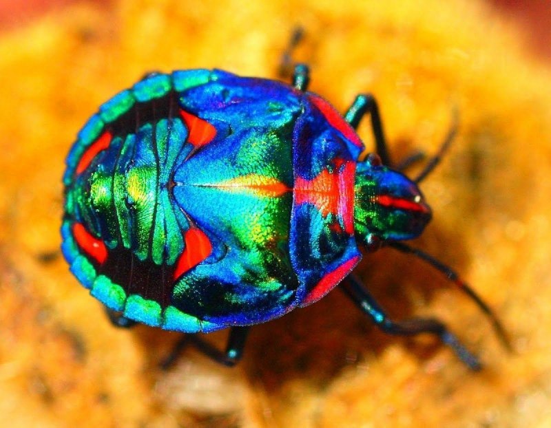 Жук Chrysolina cerealis