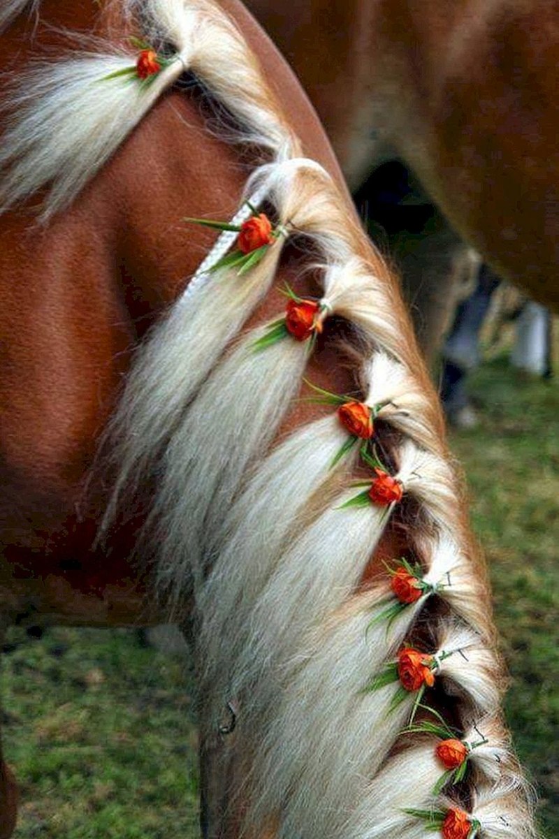 Лошадка и кот