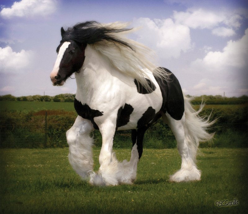 Лошадь породы Gypsy Vanner