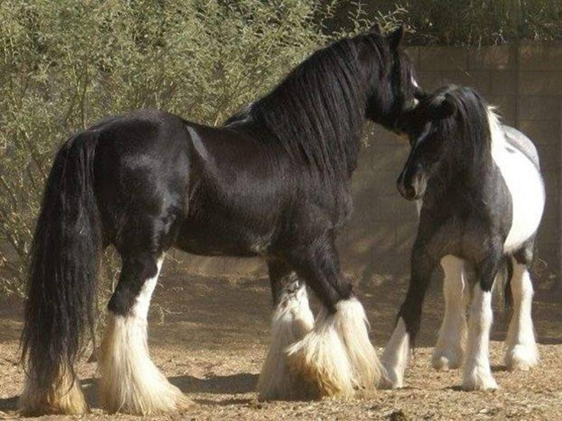 Фризская лошадь и Шайр