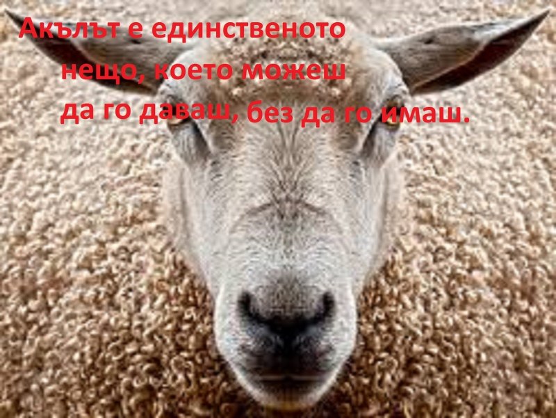 Тупая овца