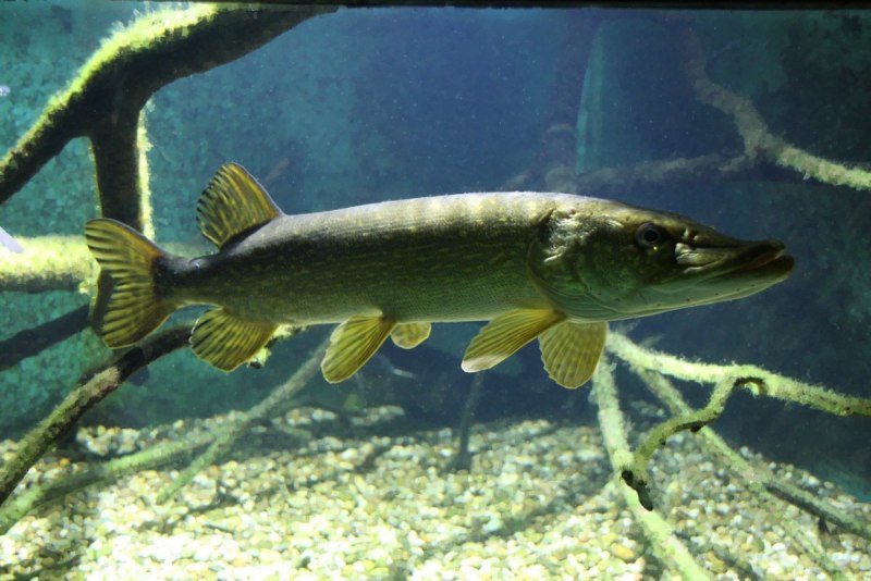 Вид обыкновенная щука - Esox Lucius
