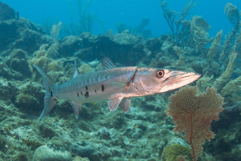 Sphyraena Sphyraena барракуду