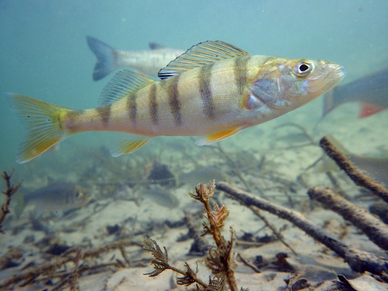 Речной окунь perca fluviatilis
