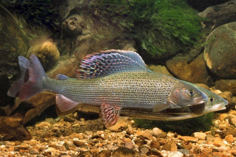Сибирский Байкальский хариус