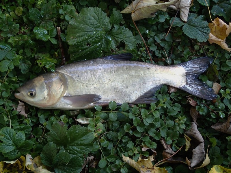 Hypophthalmichthys molitrix