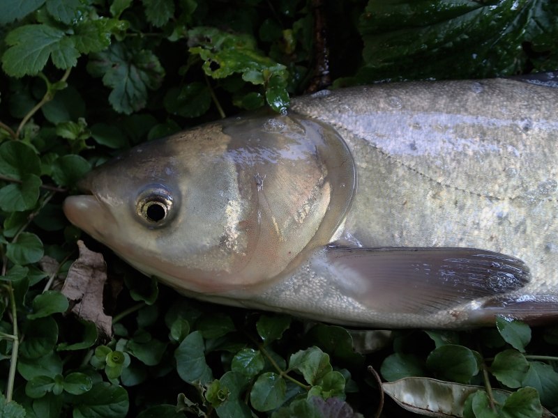 Белый толстолобик Hypophthalmichthys molitrix