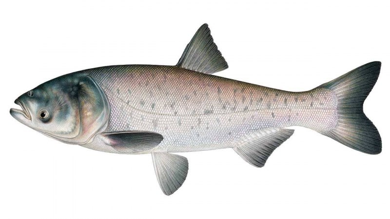 Белый толстолобик Hypophthalmichthys molitrix